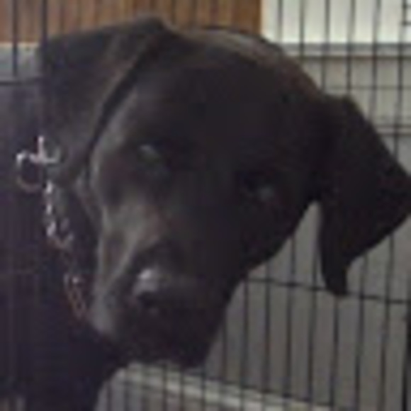 Meet your Posher, Patrick - Picture 1 of 1